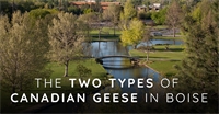 Did you know There are Two Types of Canada Geese in Boise?