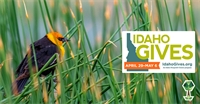 Idaho Gives Extends Donation Week: How to Donate & Get Involved