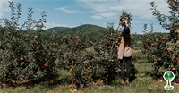 Where To Go Apple Picking In The Treasure Valley