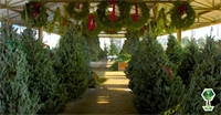 Where To Find A Christmas Tree Lot Near You In The Treasure Valley