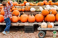 Your Guide to Pumpkin Patches Around Boise