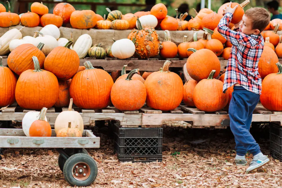 A child near a selection of pumpkins