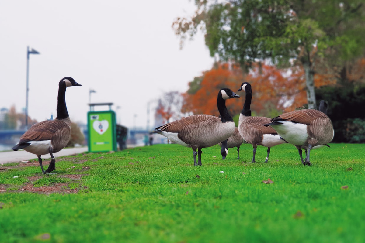Boise Idaho Geese