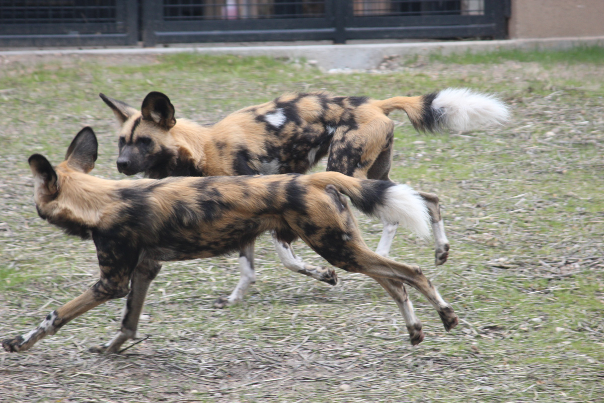 Zoo Boise African Wild Dogs