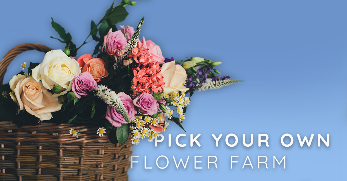 There is a pick your own flower farm in Idaho that will take your breath away!