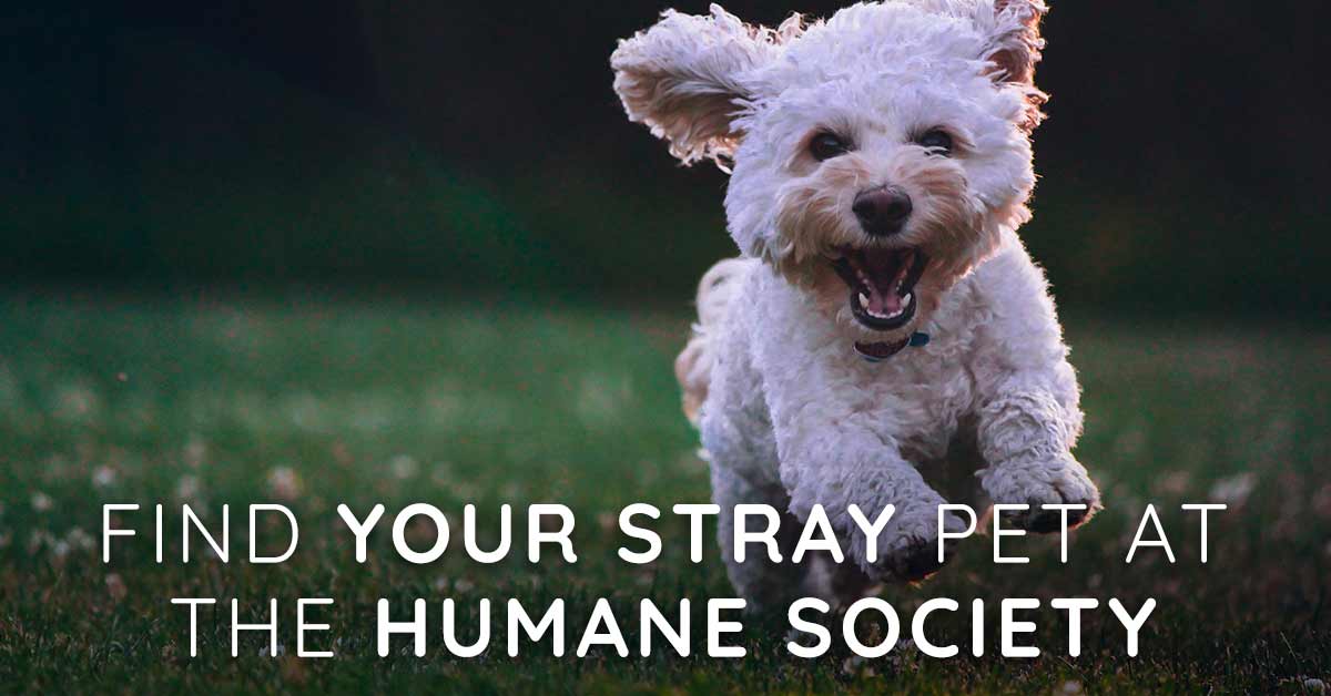 Find Your Stray Pet at the Idaho Humane Society