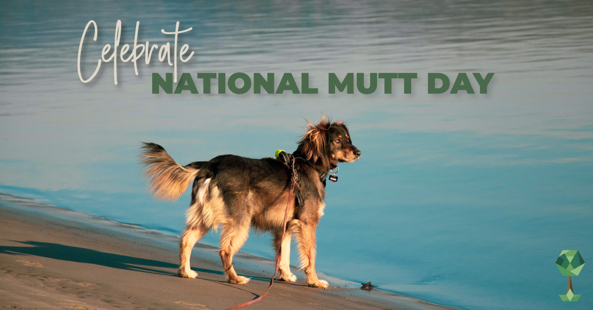 Celebrate National Mutt Day with the Idaho Humane Society