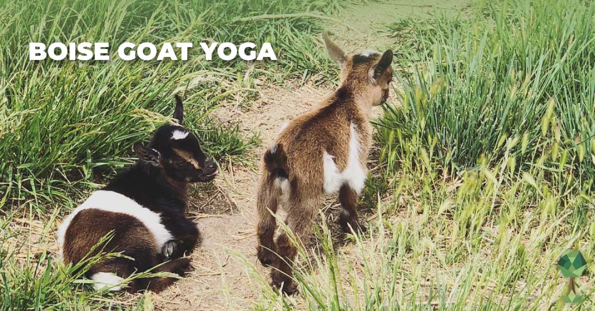 Experience Boise Goat Yoga