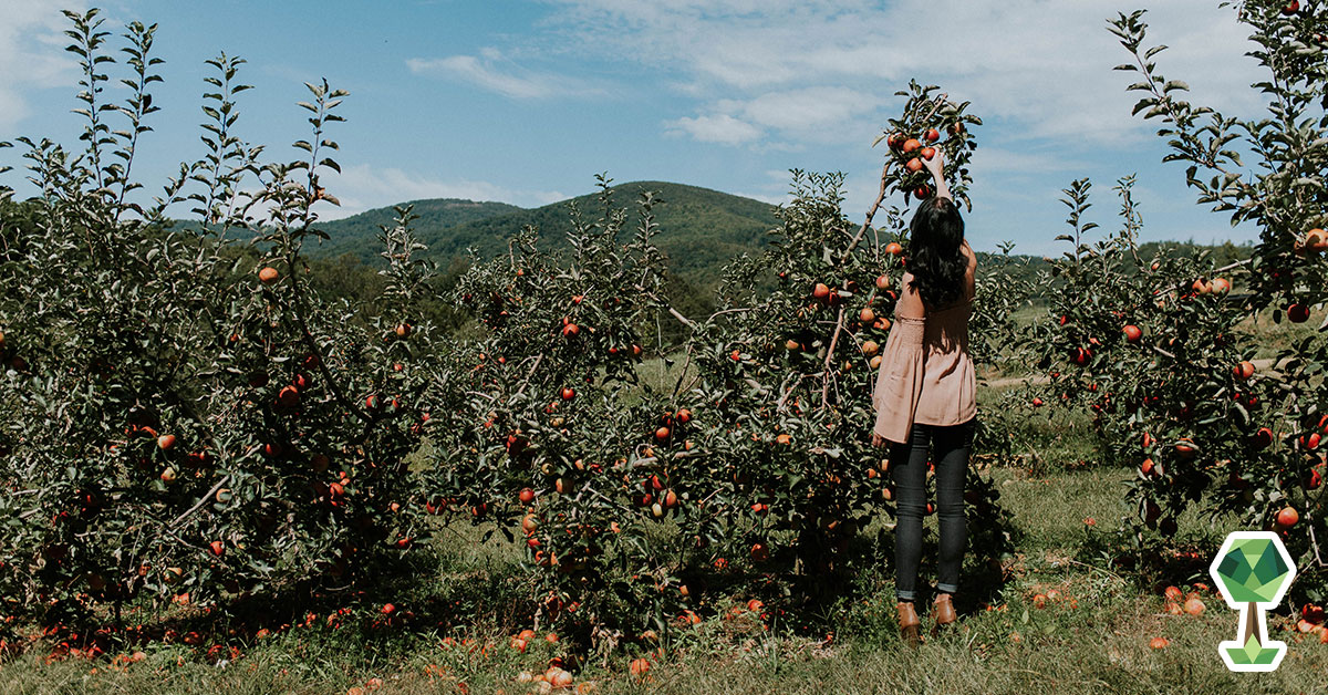 Where To Go Apple Picking In The Treasure Valley