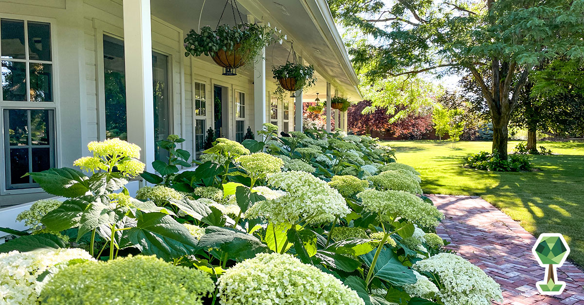 How To Grow Big, Beautiful Hydrangeas in Idaho With Help From Skye Hamilton - The Hydrangea Queen